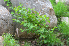 Grewia abutilifolia
